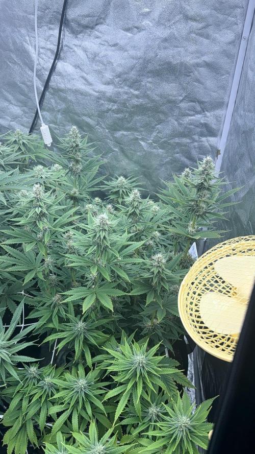 90x90 /420 w/ Best Breeders,Top Strain. Week 9 - Day 64 (13 June)