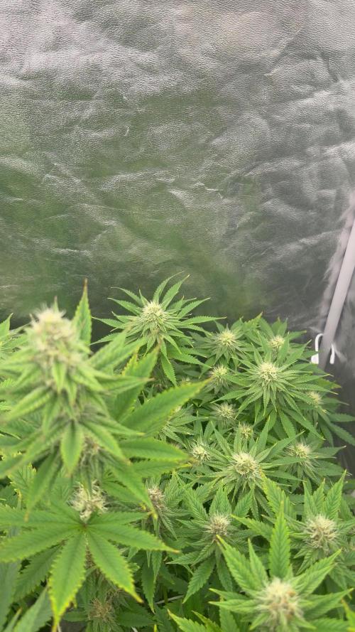 90x90 /420 w/ Best Breeders,Top Strain