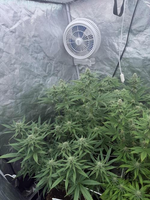 90x90 /420 w/ Best Breeders,Top Strain. Week 9