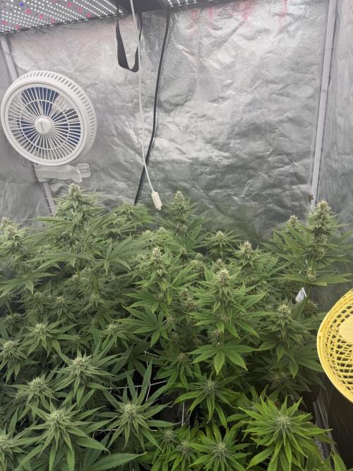 90x90 /420 w/ Best Breeders,Top Strain. Week 9