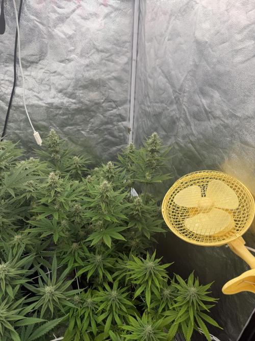 90x90 /420 w/ Best Breeders,Top Strain. Week 9