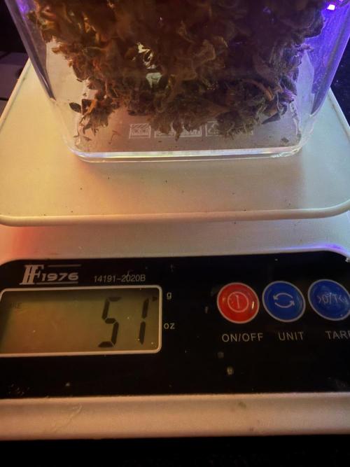 Mix DWC 34 l / Soil 12l 🌊vs??. Week 14