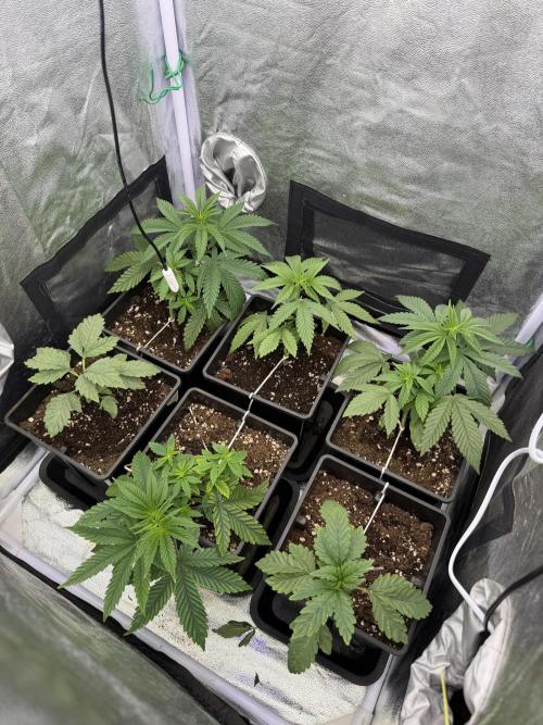 6 x 3,4l / 200w (SensiSeed). Week 5