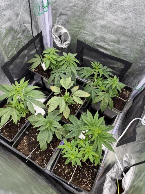 6 x 3,4l / 200w (SensiSeed). Week 5