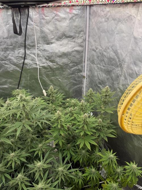 90x90 /420 w/ Best Breeders,Top Strain. Week 9