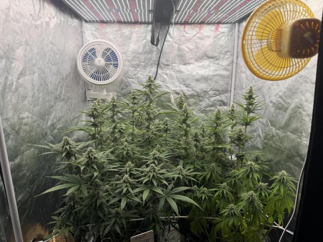 90x90 /420 w/ Best Breeders,Top Strain. Week 9 - Day 67 (16 June)