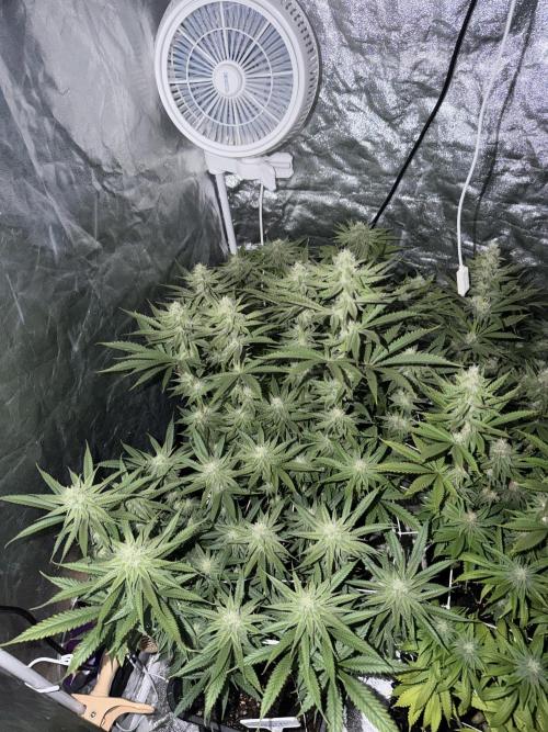 90x90 /420 w/ Best Breeders,Top Strain. Week 9