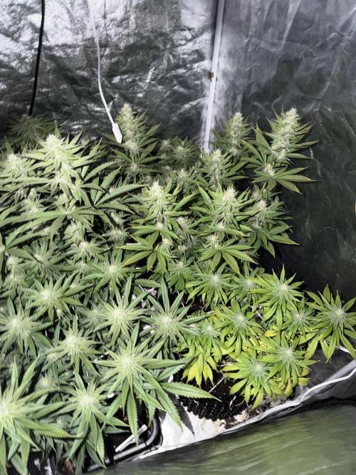 90x90 /420 w/ Best Breeders,Top Strain. Week 9