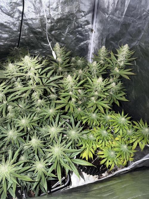90x90 /420 w/ Best Breeders,Top Strain. Week 9