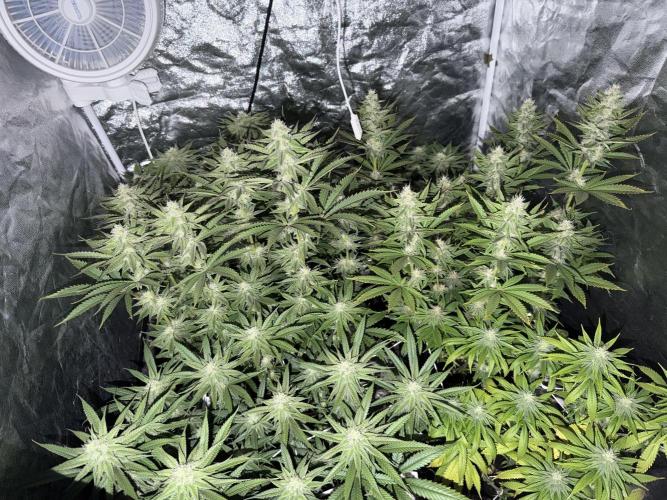 90x90 /420 w/ Best Breeders,Top Strain. Week 9