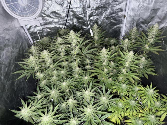 90x90 /420 w/ Best Breeders,Top Strain. Week 9