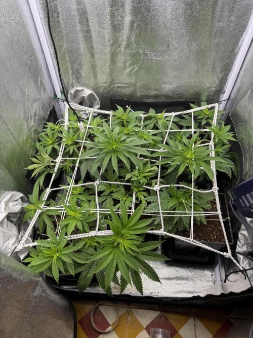6 x 3,4l / 200w (SensiSeed). Week 6 - Day (16 June)