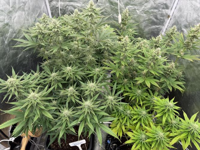 90x90 /420 w/ Best Breeders,Top Strain. Week 9 - Day 70 (19 June)