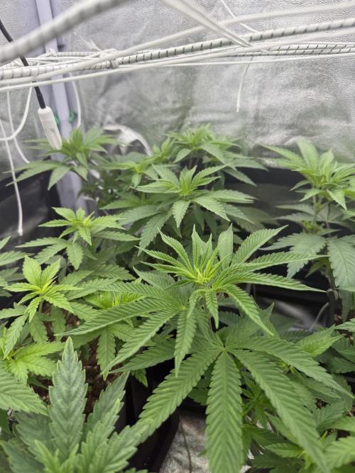 6 x 3,4l / 200w (SensiSeed). Week 6 - Day (12 June)