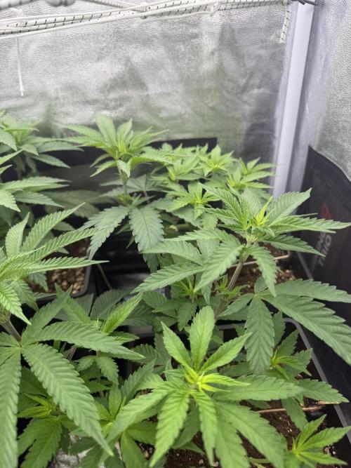 6 x 3,4l / 200w (SensiSeed). Week 6