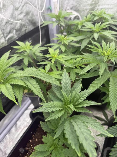 6 x 3,4l / 200w (SensiSeed). Week 6