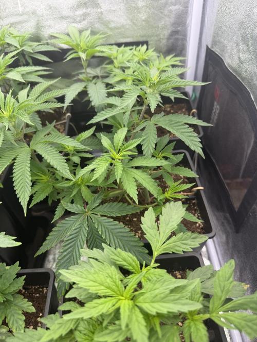 6 x 3,4l / 200w (SensiSeed). Week 6