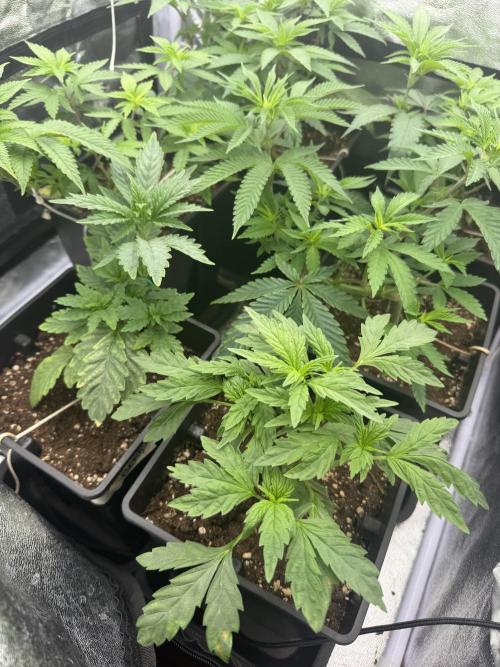 6 x 3,4l / 200w (SensiSeed). Week 6