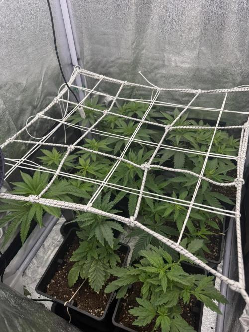 6 x 3,4l / 200w (SensiSeed). Week 6
