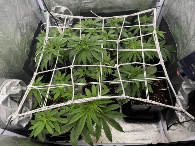 6 x 3,4l / 200w (SensiSeed). Week 6