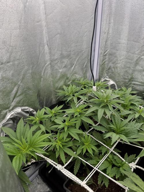 6 x 3,4l / 200w (SensiSeed). Week 6