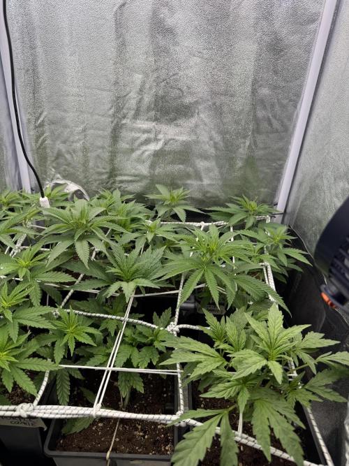 6 x 3,4l / 200w (SensiSeed). Week 6 - Day (19 June)