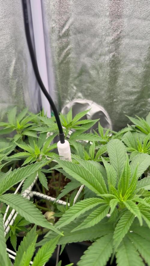 6 x 3,4l / 200w (SensiSeed)