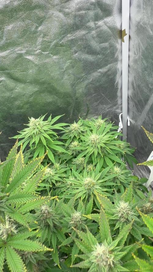 90x90 /420 w/ Best Breeders,Top Strain