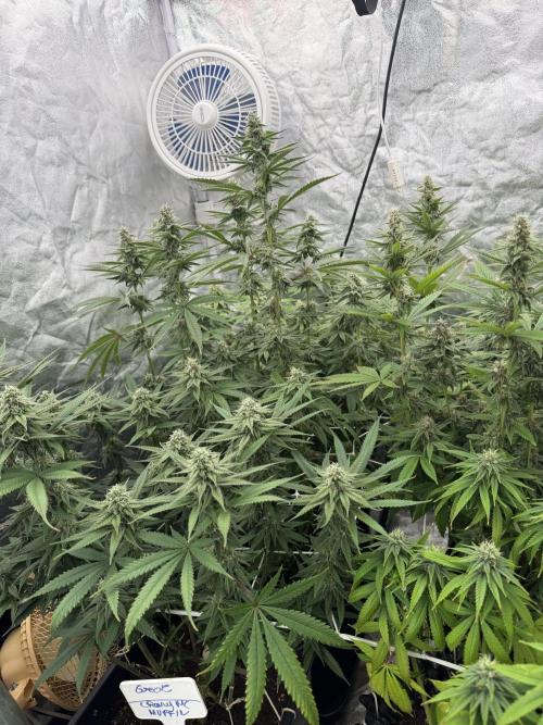 90x90 /420 w/ Best Breeders,Top Strain. Week 9