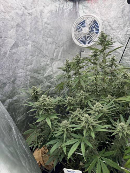 90x90 /420 w/ Best Breeders,Top Strain. Week 9