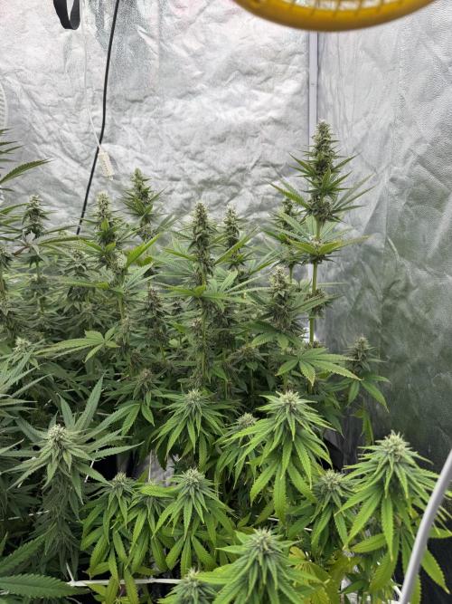 90x90 /420 w/ Best Breeders,Top Strain. Week 10 - Day (19 June)