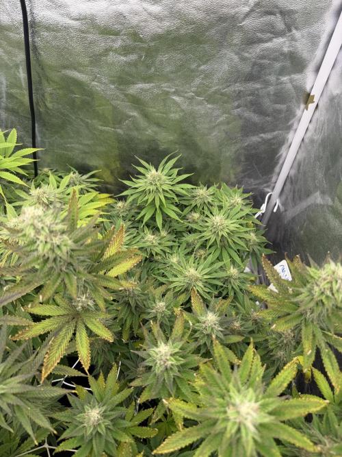 90x90 /420 w/ Best Breeders,Top Strain. Week 10