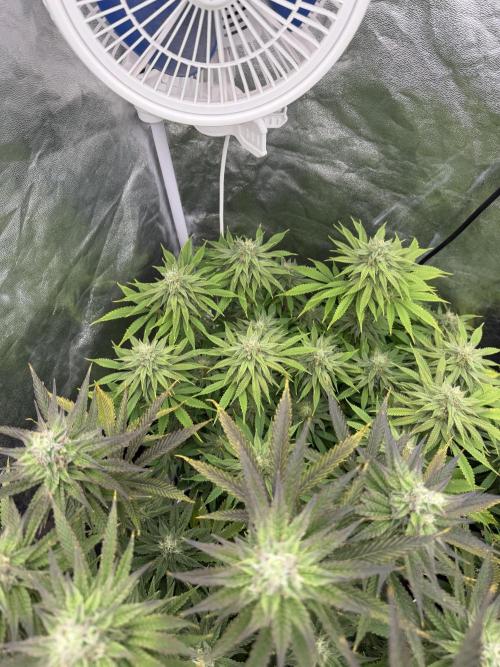 90x90 /420 w/ Best Breeders,Top Strain. Week 10