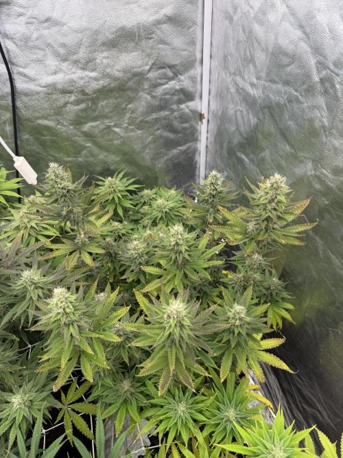 90x90 /420 w/ Best Breeders,Top Strain. Week 10