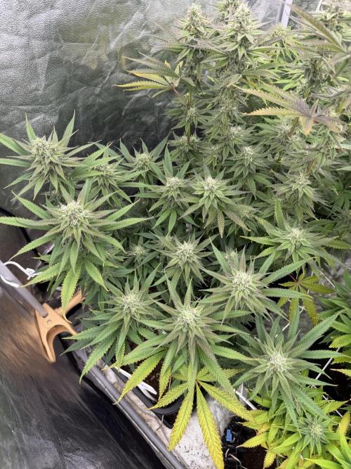 90x90 /420 w/ Best Breeders,Top Strain. Week 10