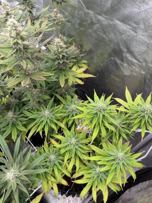 90x90 /420 w/ Best Breeders,Top Strain. Week 10