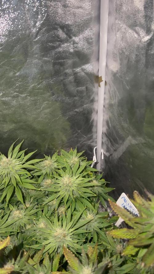 90x90 /420 w/ Best Breeders,Top Strain