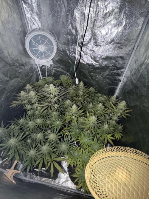 90x90 /420 w/ Best Breeders,Top Strain. Week 10