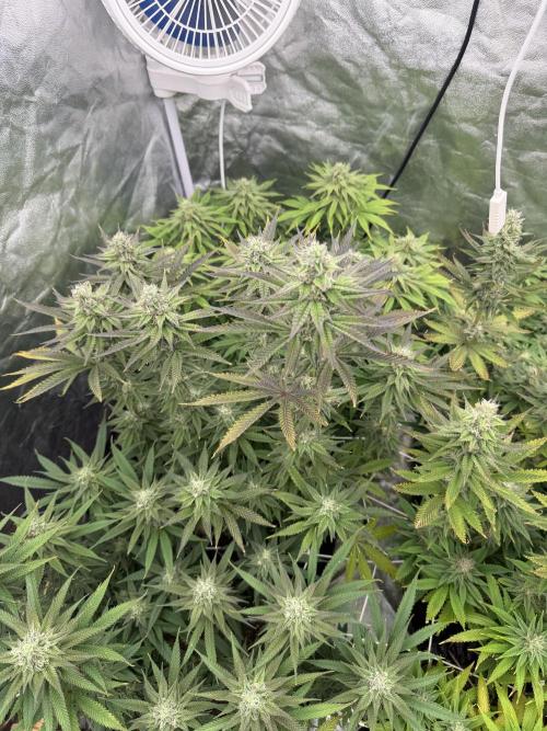 90x90 /420 w/ Best Breeders,Top Strain. Week 10