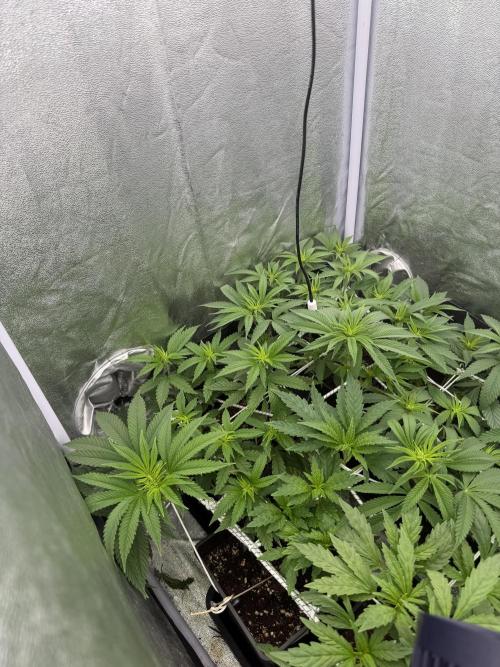 6 x 3,4l / 200w (SensiSeed). Week 7 - Day (21 June)