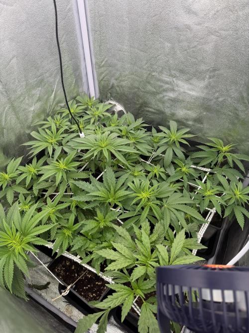 6 x 3,4l / 200w (SensiSeed). Week 7