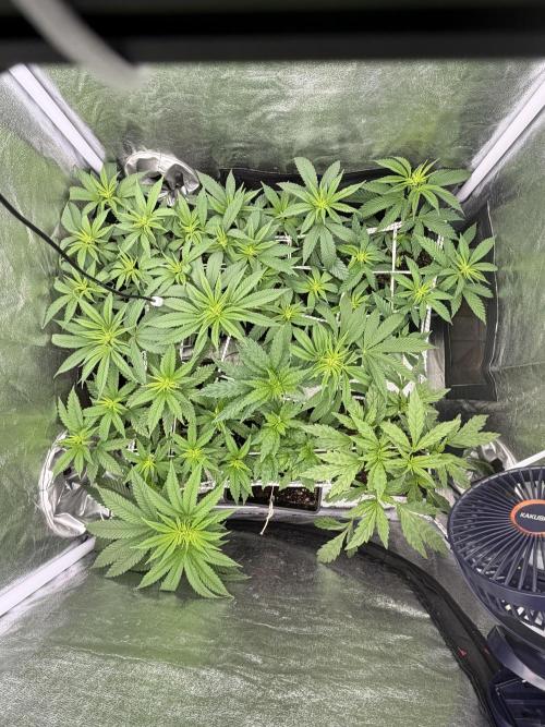 6 x 3,4l / 200w (SensiSeed). Week 7