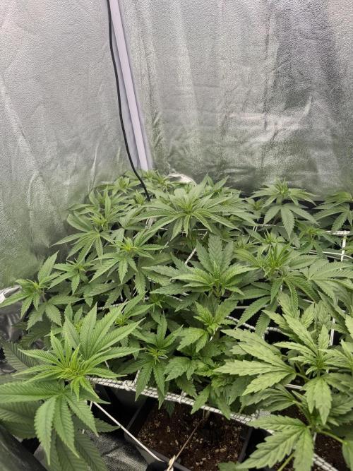 6 x 3,4l / 200w (SensiSeed). Week 7