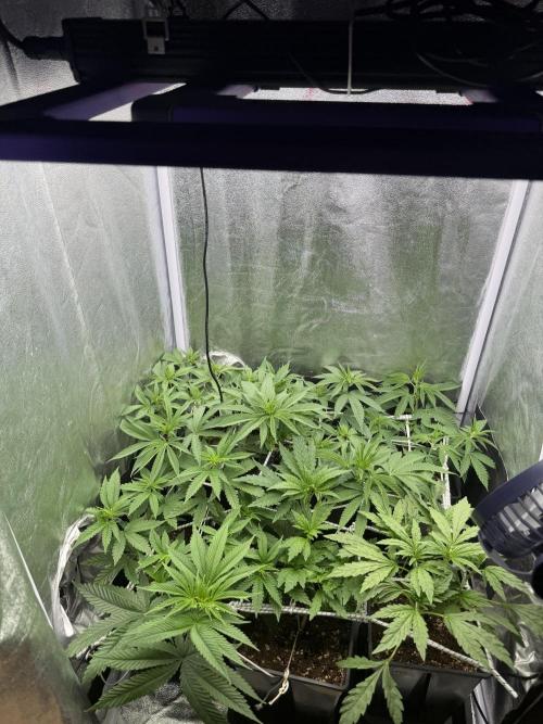 6 x 3,4l / 200w (SensiSeed). Week 7 - Day (23 June)