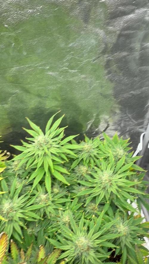 90x90 /420 w/ Best Breeders,Top Strain
