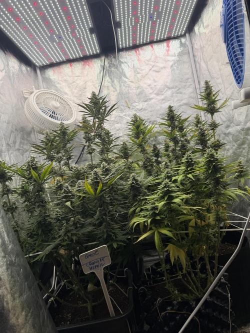 90x90 /420 w/ Best Breeders,Top Strain. Week 10