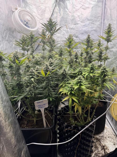 90x90 /420 w/ Best Breeders,Top Strain. Week 10