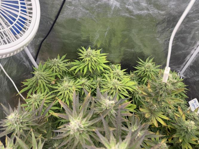 90x90 /420 w/ Best Breeders,Top Strain. Week 10