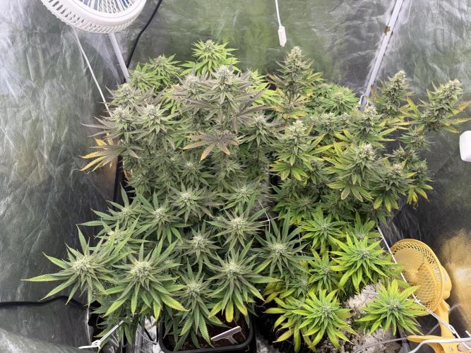 90x90 /420 w/ Best Breeders,Top Strain. Week 10