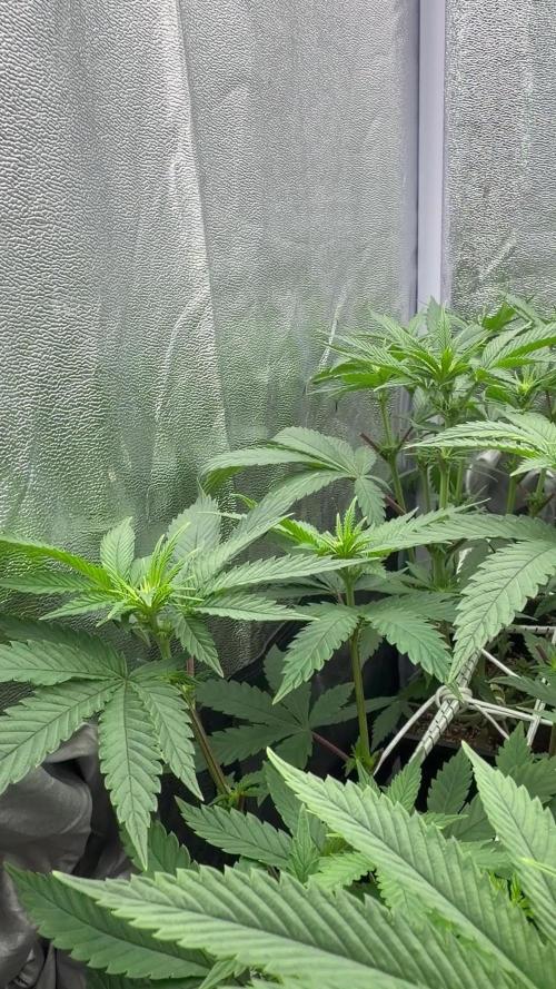 6 x 3,4l / 200w (SensiSeed)